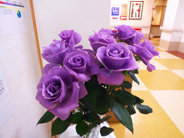 02月18日 珍しい色のバラの花をいただきました 長門グループトピックス
